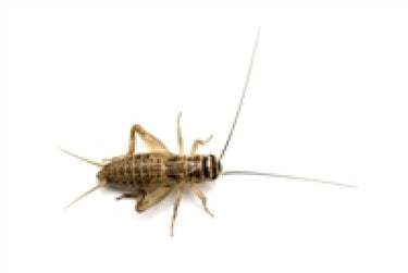 Feeder Crickets S (Pack of approx. 60pcs)